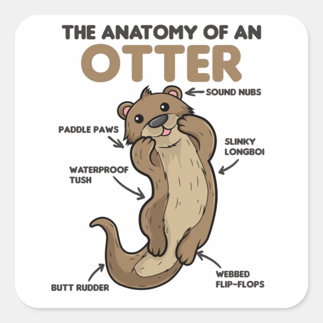Sticker Carré Jolie Otter Explication Anatomie D'Une Otter (Devant)