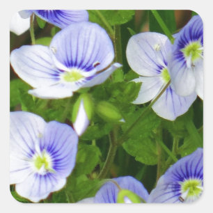 Sticker Carré Jolie, petites fleurs bleues