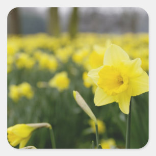 Sticker Carré Jonquilles (RF)