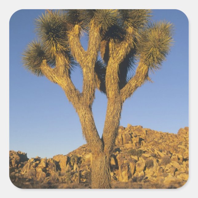 Sticker Carré Joshua Tree, Yucca brevifolia) et granit (Devant)