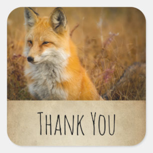 Sticker Carré Jote Red Fox Wild Nature Photographie Merci