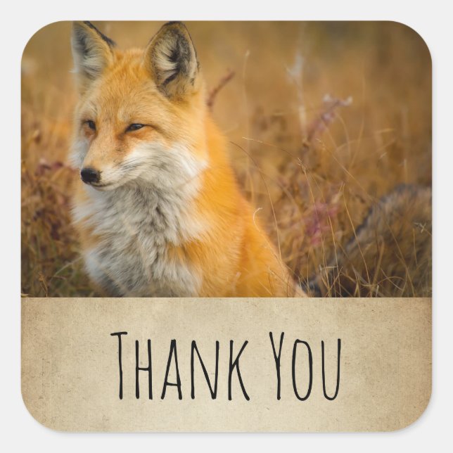 Sticker Carré Jote Red Fox Wild Nature Photographie Merci (Devant)