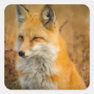 Sticker Carré Jote Red Fox Wilderness Nature Photographie