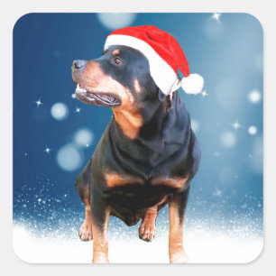 Sticker Carré Jote Rottweiler Chien Noël Santa Hat Étoiles de ne