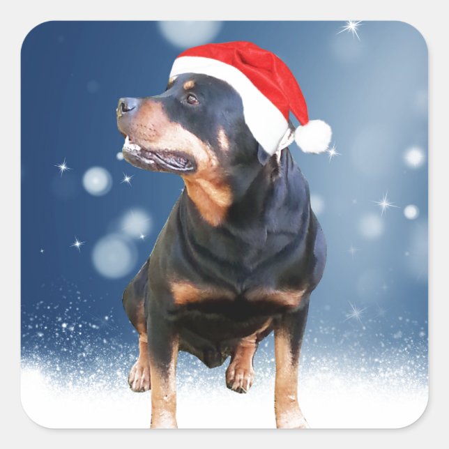 Sticker Carré Jote Rottweiler Chien Noël Santa Hat Étoiles de ne (Devant)