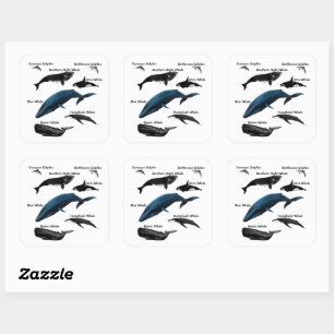 STICKER CARRÉ JOURS DE BALEINE