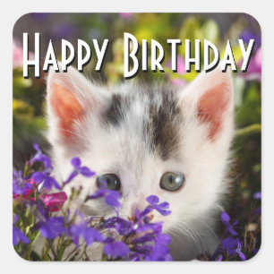 Sticker Carré Joyeux Anniversaire Kitten