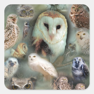 Sticker Carré Joyeux hibou