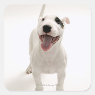 Sticker Carré Joyful Bull terrier