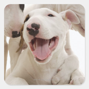 Sticker Carré Joyful Bull terriers