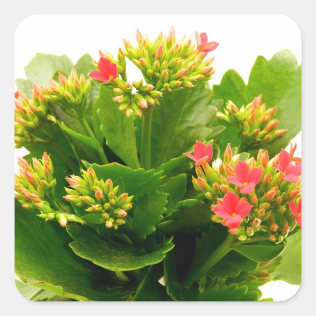 Sticker Carré Kalanchoe blossfeldiana (Devant)