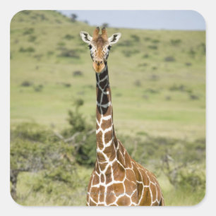 Sticker Carré Kenya, Lewa Conservancy, Masai Giraffe debout