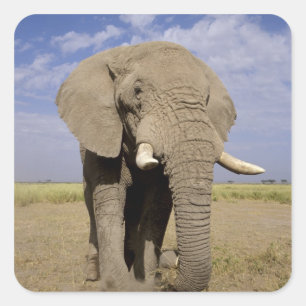 Sticker Carré Kenya : parc national d'Amboseli, éléphant mâle