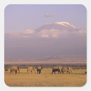 Sticker Carré Kenya : parc national d'Amboseli, Éléphants