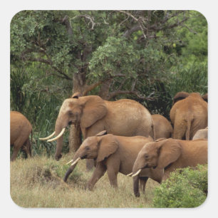 Sticker Carré Kenya : parc national de Tsavo Est, troupeau d'élé