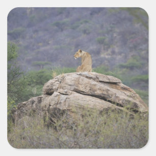 Sticker Carré Kenya, réserve naturelle de Samburu, lion féminin 