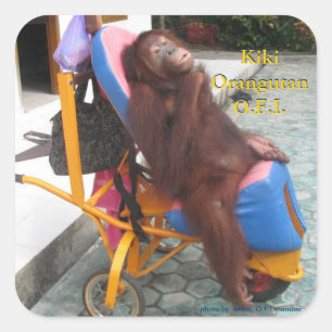 Sticker Carré KiKi Orangutan en fauteuil roulant