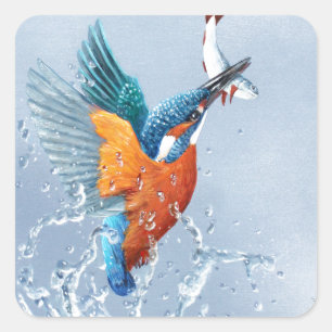 Sticker Carré Kingfisher qui sort de l'eau