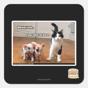 Sticker Carré Kitteh