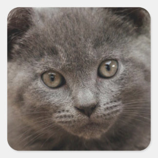 Sticker Carré Kitten bleu russe