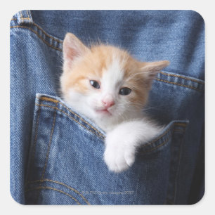 Sticker Carré Kitten en Jeans bleu