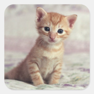 Sticker Carré Kitten Tiny Ginger