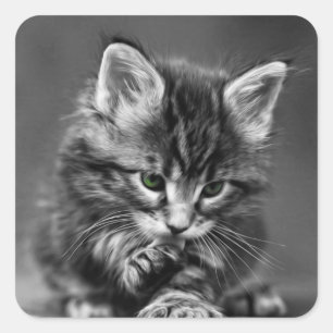 Sticker Carré Kitten vert