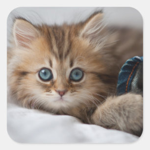 Sticker Carré Kitten With Blue Eyes