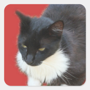 Sticker Carré Kitty pensif