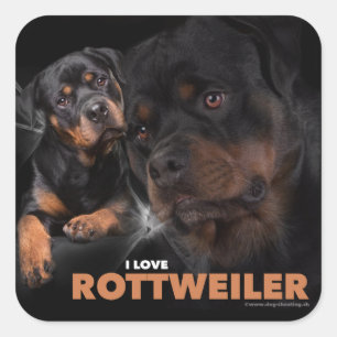 Sticker Carré Kleber - rottweiler