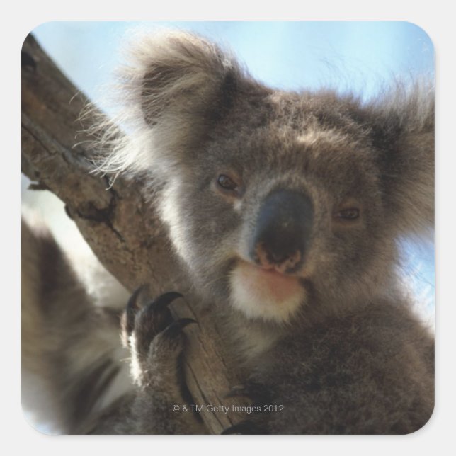 Sticker Carré koala (Devant)
