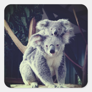 Sticker Carré Koala Bear