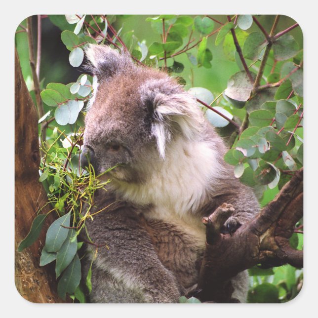 Sticker Carré Koala Bear (Devant)