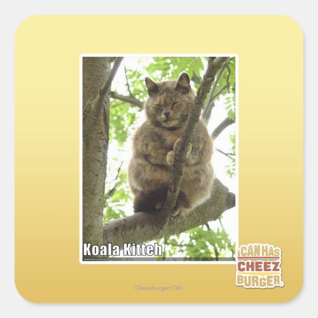 Sticker Carré Koala Kitteh (Devant)