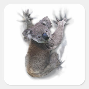 Sticker Carré Koala Ours Animal Cadeaux Graphiques Pour Les Amat
