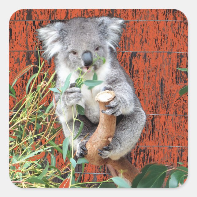 Sticker Carré Koala Snack Time (Devant)