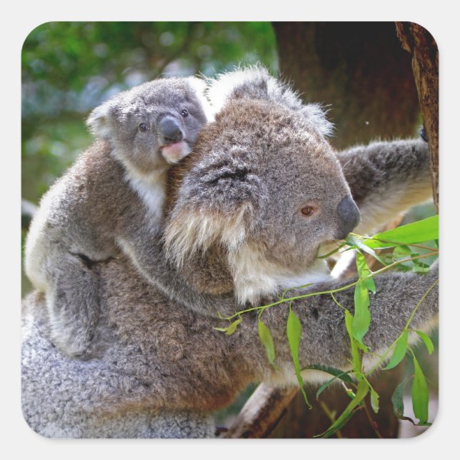 Sticker Carré Koalas mignons (Devant)