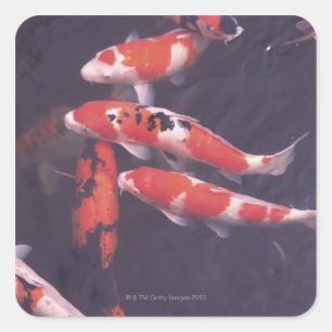 Sticker Carré Koi piscine