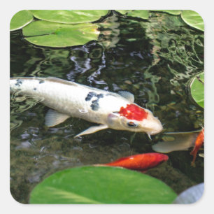 Sticker Carré Koi Pond