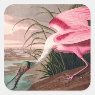 Sticker Carré La faune des oiseaux d'Audubon de Spoonbill Roseat