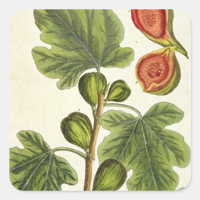 Sticker Carré La Fig Tree, plate 125 from 'A Curious Herbal', p (Devant)