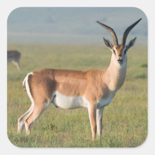 Sticker Carré La gazelle de Grant, cratère de Ngorongoro,