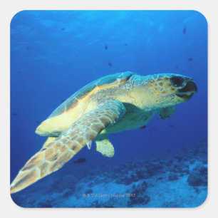 Sticker Carré La Grande barrière de corail, Australie 2