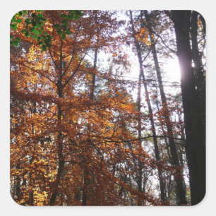 Sticker Carré La lumière du soleil dans l'arbre d'automne de la 