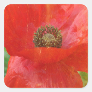 Sticker Carré La lumière fuit le coquelicot rouge