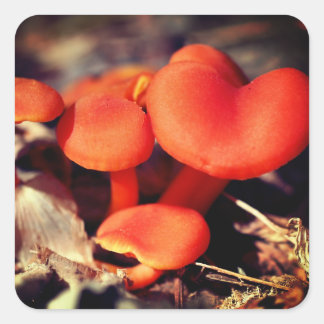 Sticker Carré La nature des champignons orange