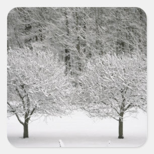 Sticker Carré La neige a couvert le paysage