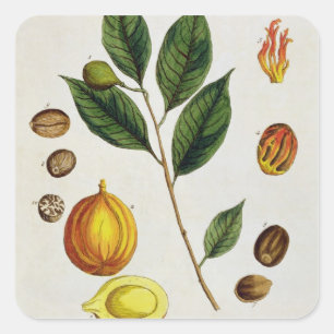 Sticker Carré La noix de muscade, plaquent 353 "d'un de fines