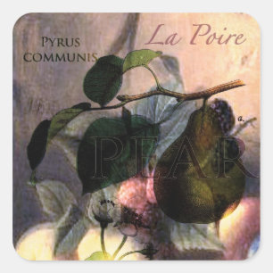 Sticker Carré La Poire #2