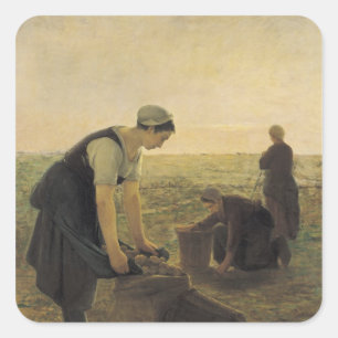 Sticker Carré La récolte de pommes de terre